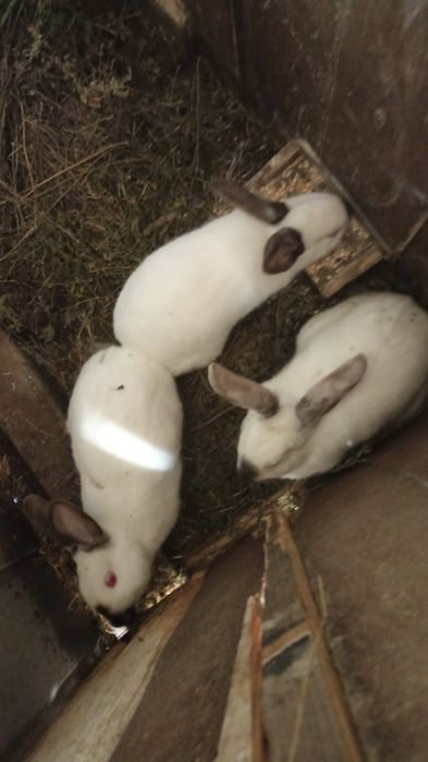 Vând iepuri de 6 luni de zile