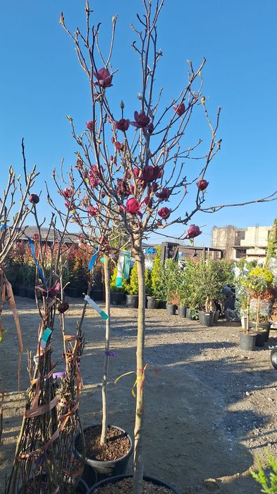 Palmieri Măslini arțar japonezi Lamai mandarini plante exotice