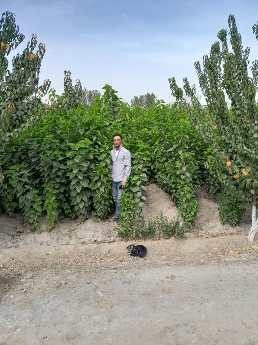 Tut kóchatlari sotiladi