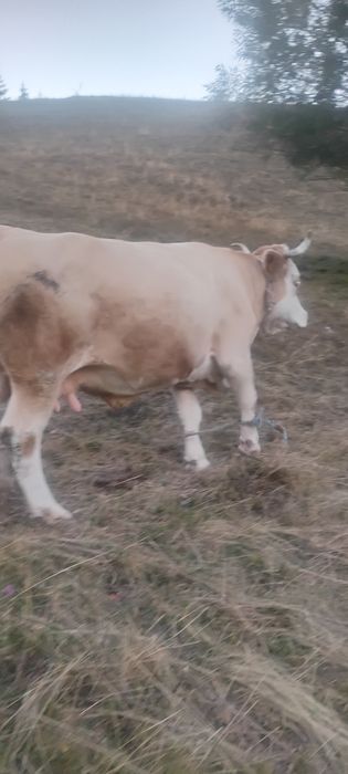 Vaca de vânzare Gârda de Sus Jud Alba