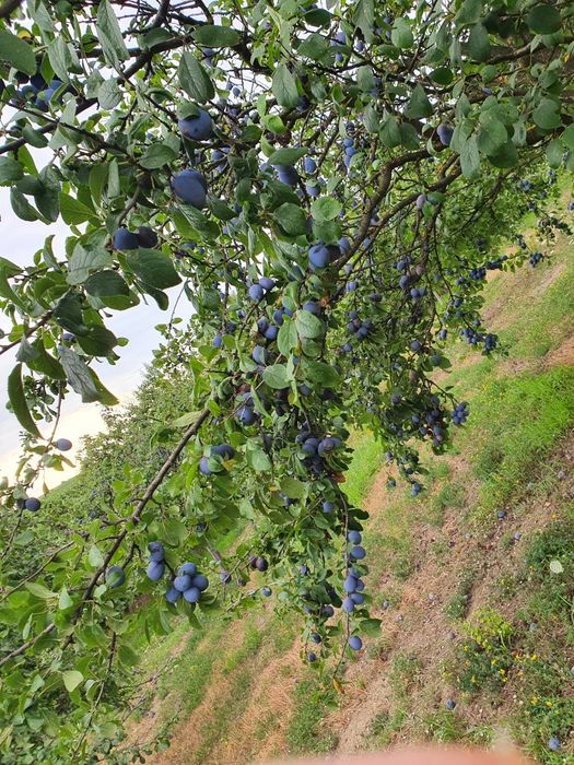 Prune pentru rachiu