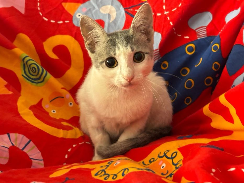puiut de pisica, puiuta, pisicuta, pisicuta de adoptat, pui de pisica, pisicuta pentru adoptie