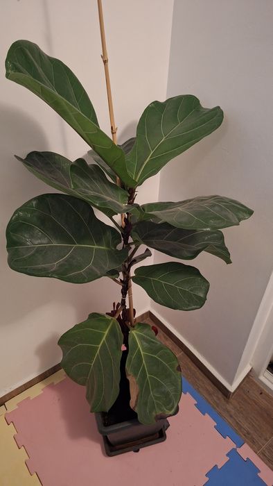 Фикус (Ficus elastica); Фикус "Лирата