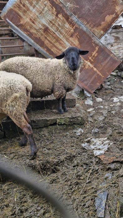 Berbec suffolk 10 luni