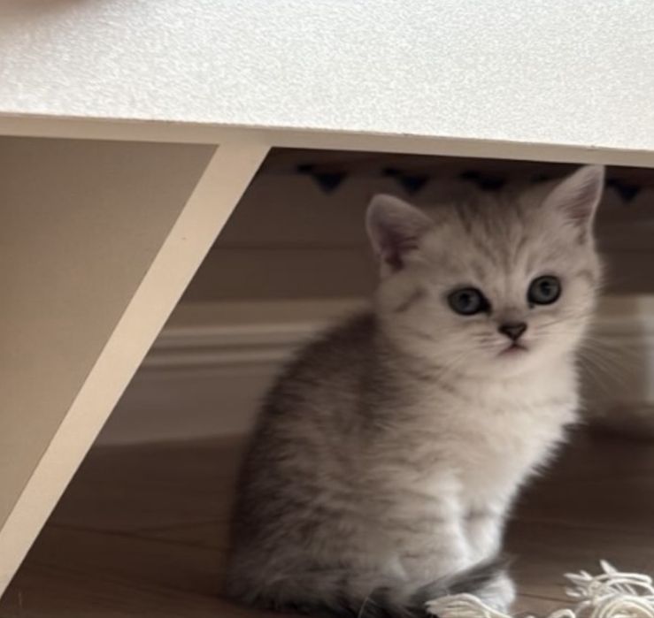 Котенок-девочка 2 месяца