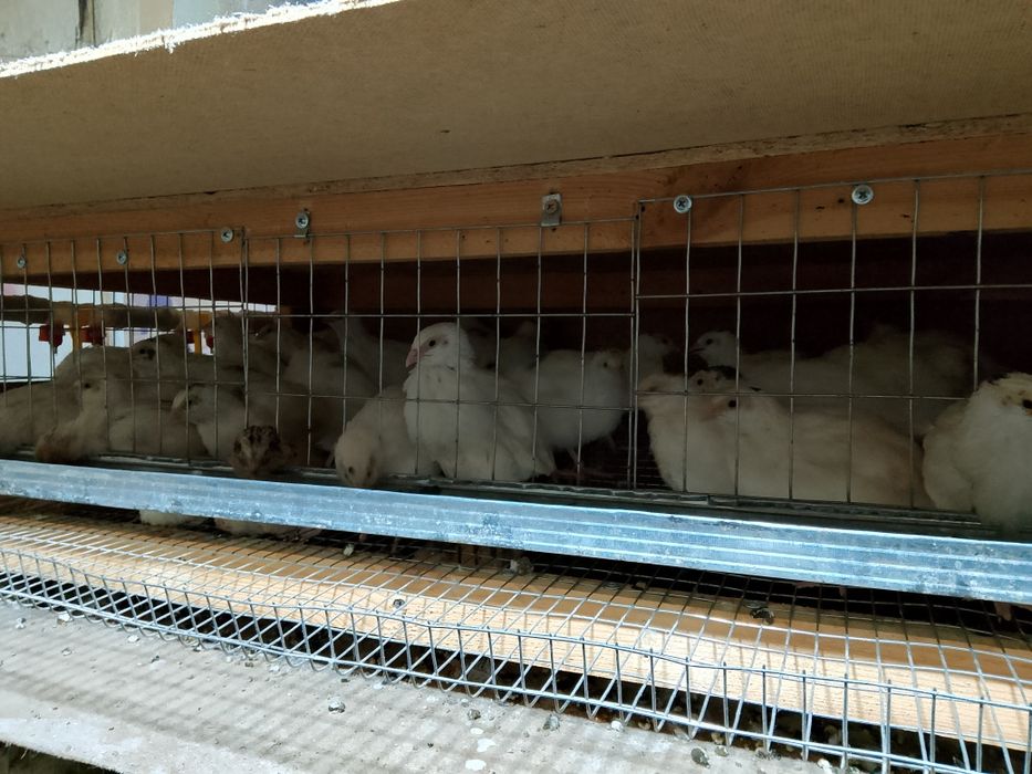 Боденены сатылады