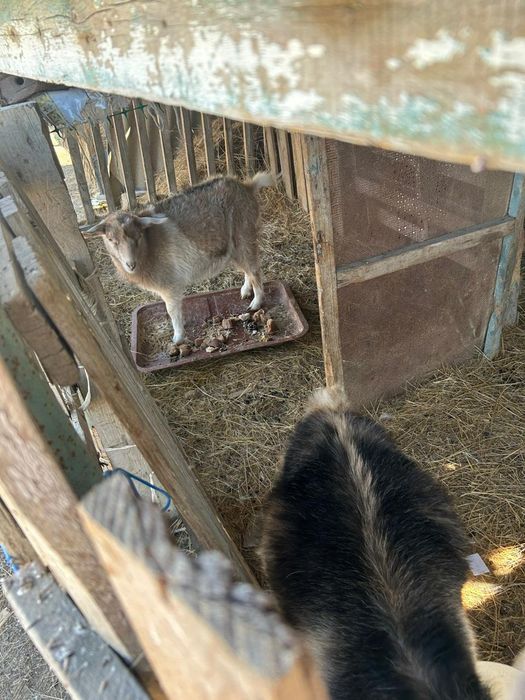 Ешкі шыбыш сатылады