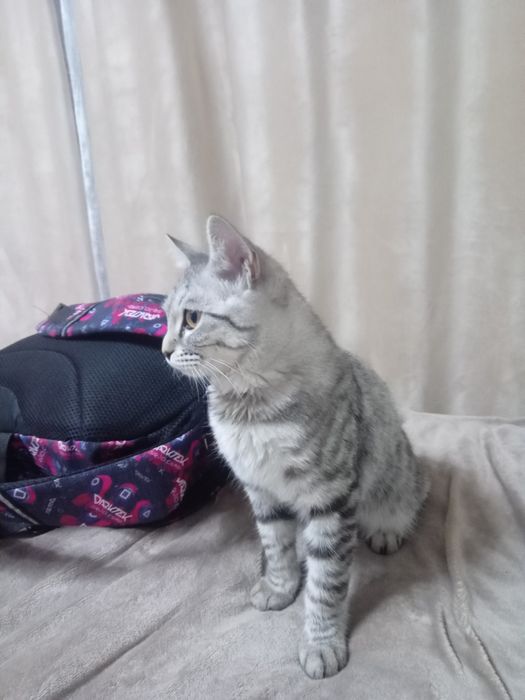 Одам котёнка добрые руки