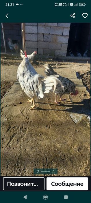 Леггорн далматинец