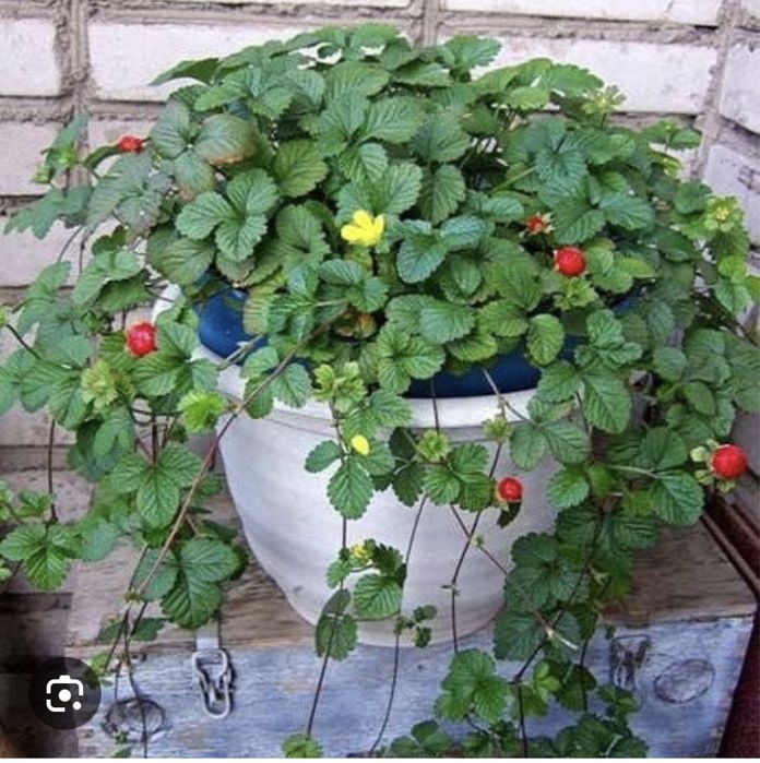 Индийская лопчатка ( Дюшения)