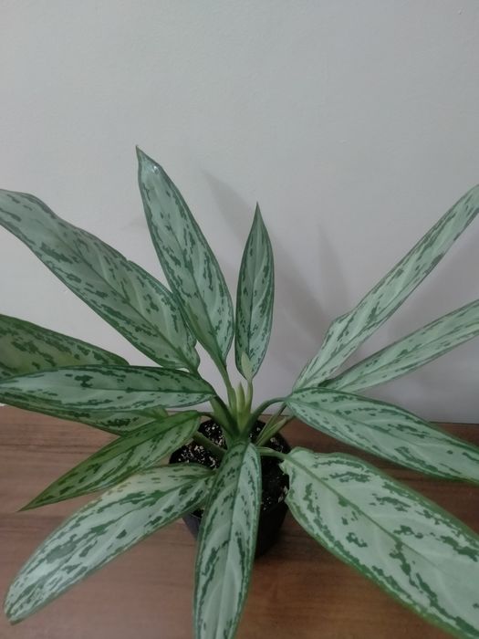 Продам аглаонему