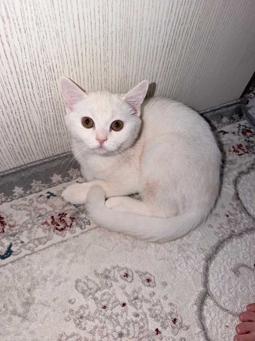 Срочно продаётся шиншилла