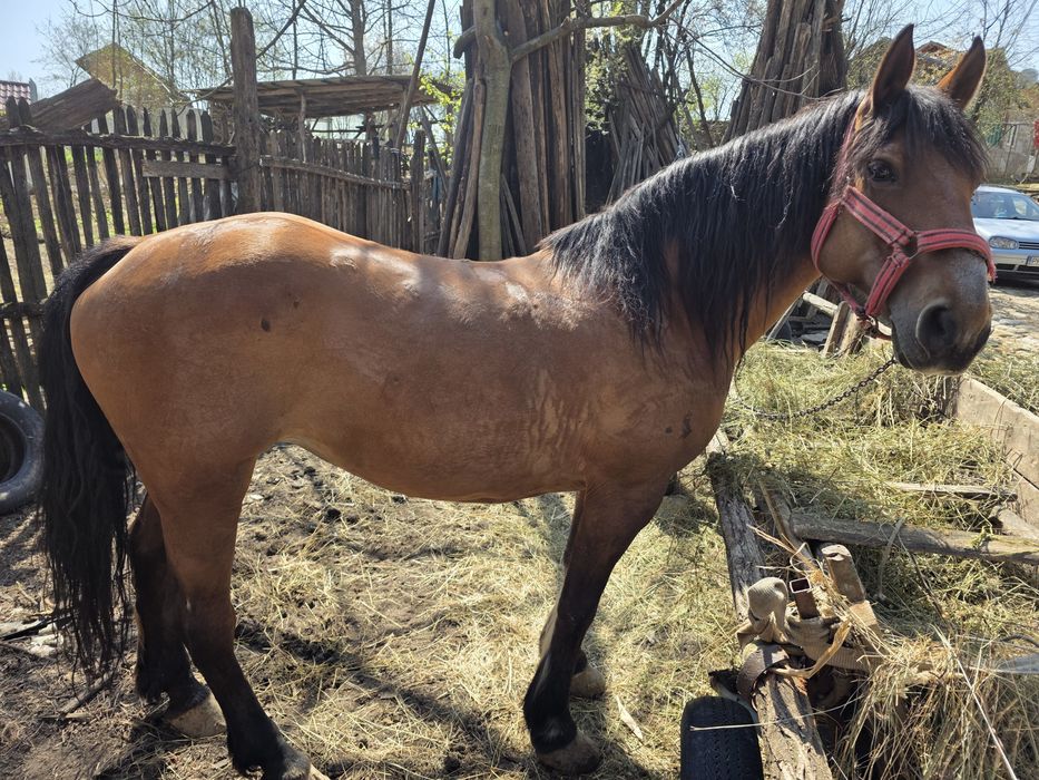 Vand iapa buna de munca