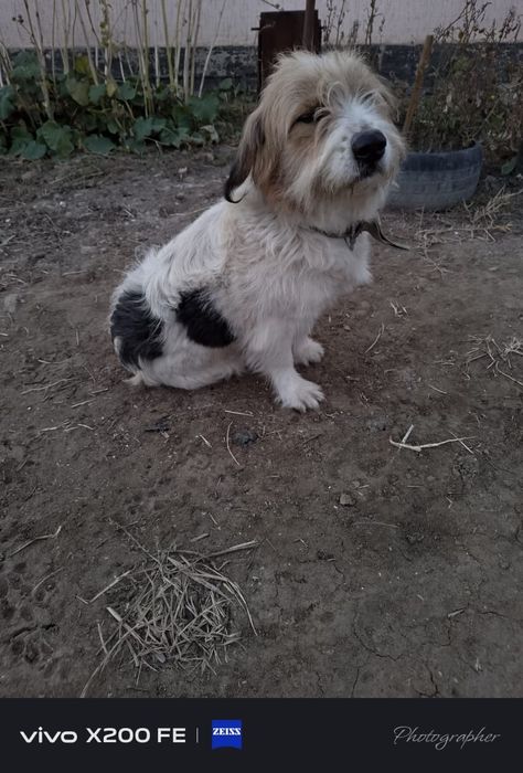 Собака даром оддам хорошие рукахх