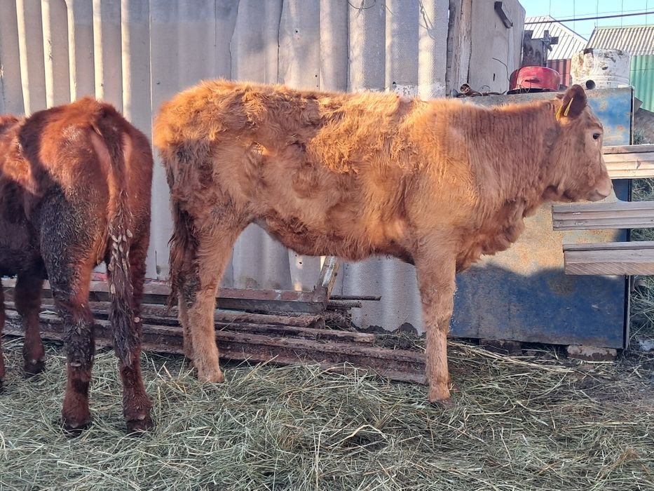 Үш бас таналар кругқа сатылады