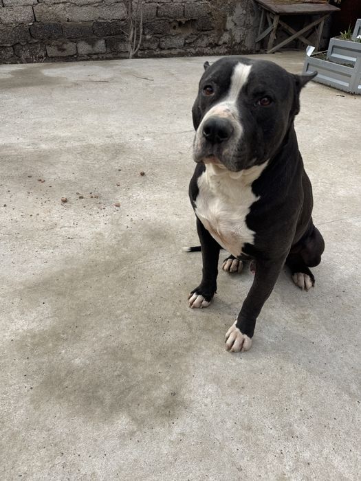 Щенки питбультерьер