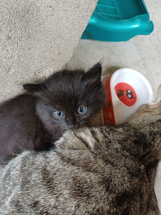 Отдам котят в добрые руки