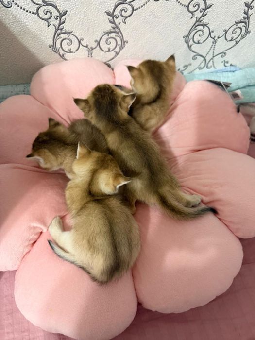 Золотые шиншиллы