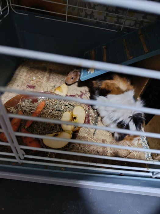 Продаются морские свинки с большой клеткой,домиком