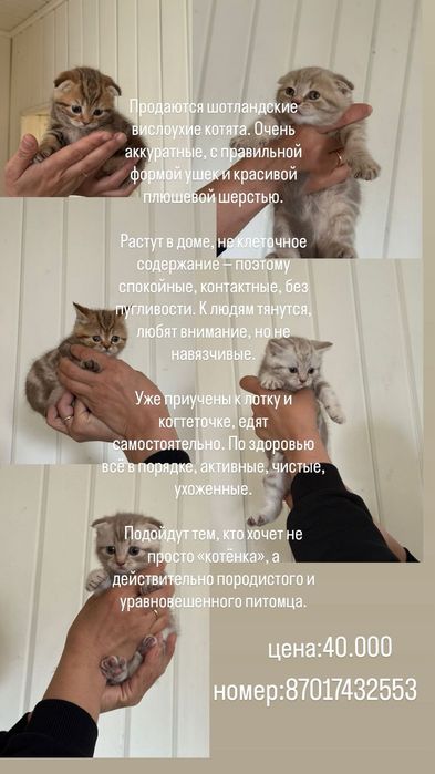 Продам котят, очень милые!