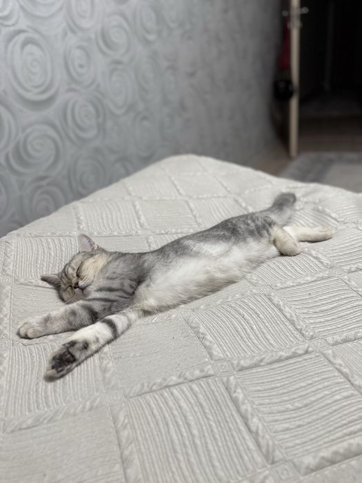 Кошка шотланская прямоухая