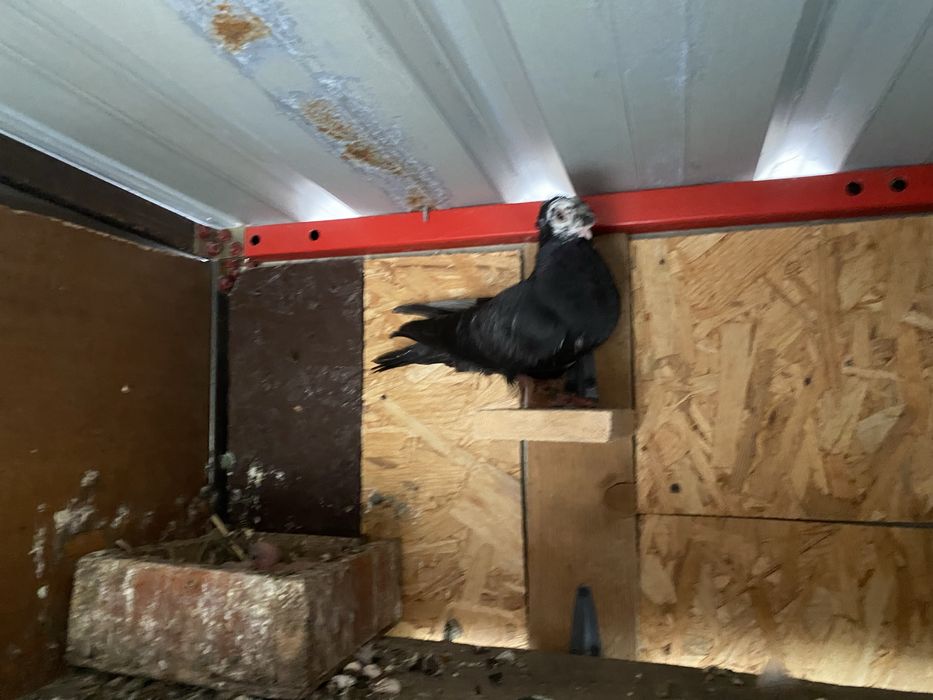 Jucator bimotat de ardeal