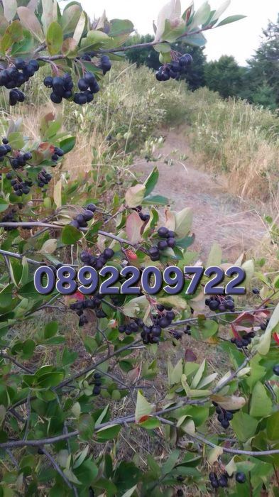Родопска арония – прясна, ръчно брана и почистена