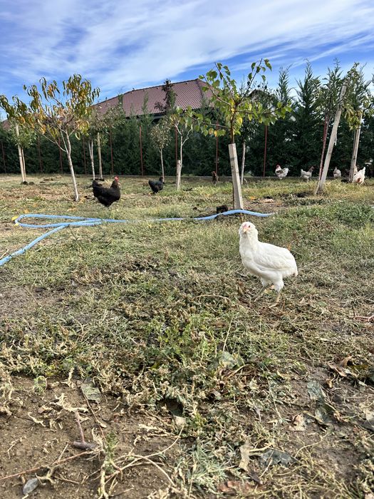 Cocos Araucana alb