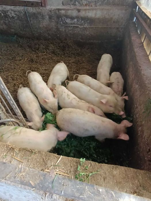 Продавам прасенца дюрок и бяла българка