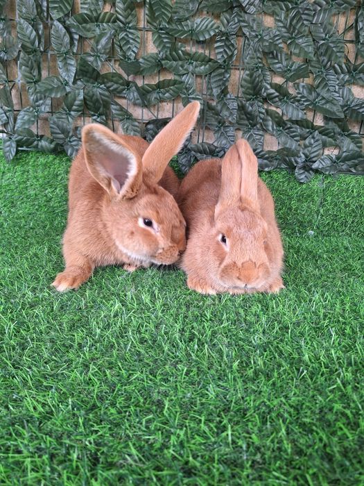 Бургун 4 месячные кролики