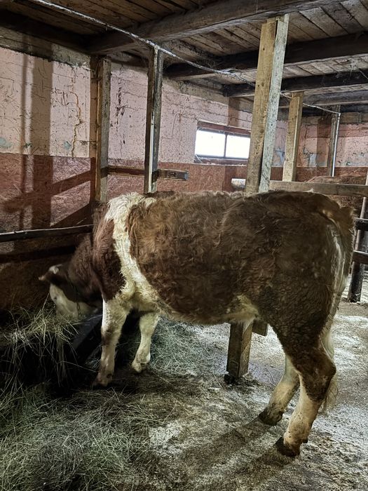 Disponibile 2 junici de Bălțată românească