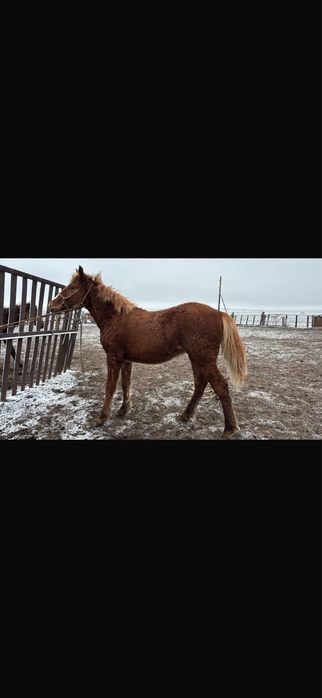 Жабагы сатылпды срочно