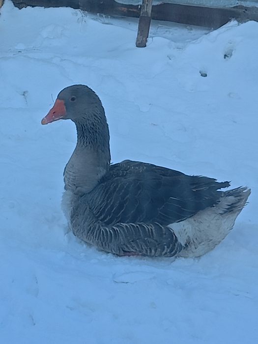 Продам гусынь уже несут яица