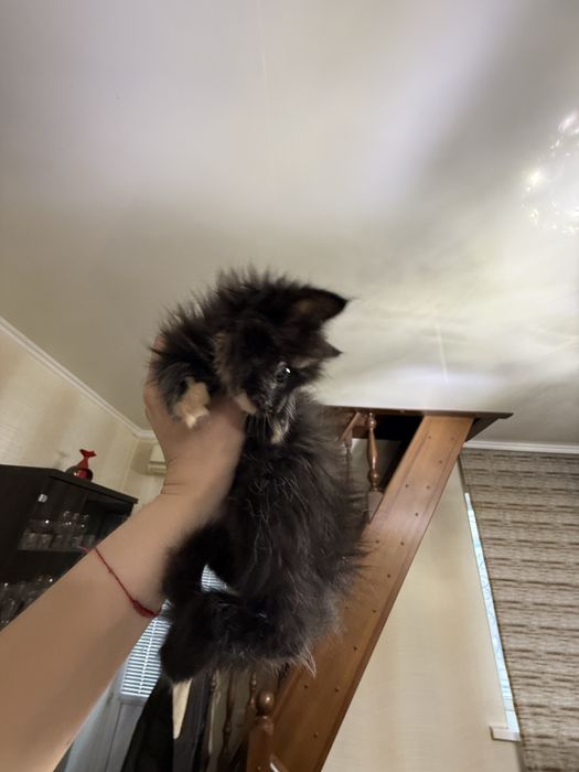 Очаровательная малышка ищет дом