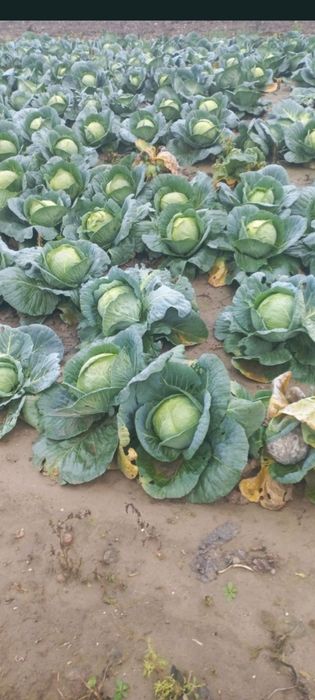 Varza varza varza 1 tona