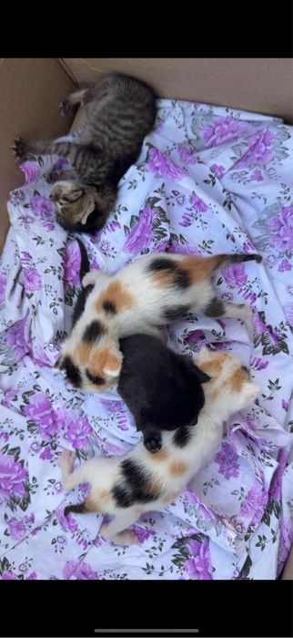 Котята, кошка, котик