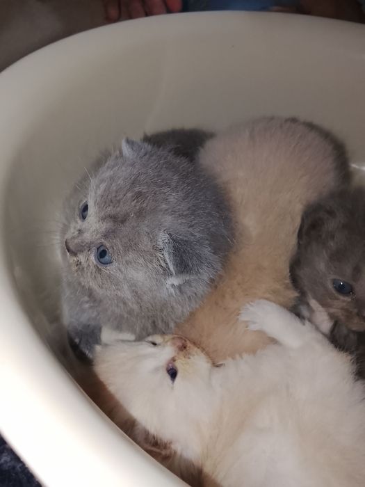 Zotli mushukchalar sotuvda