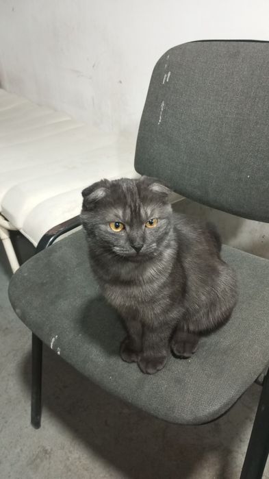 Продам кошечку 6 месячную