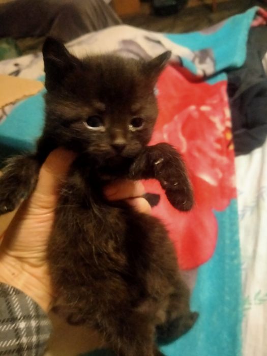 Котята в добрые руки даром