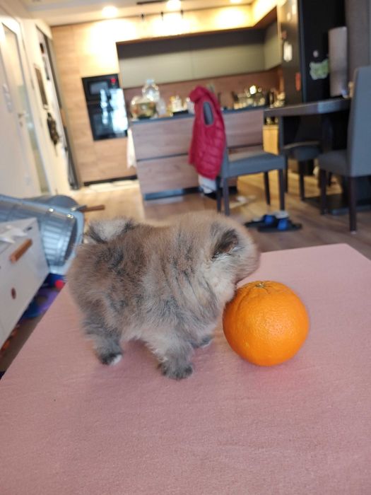 Мини померан 2 месеца