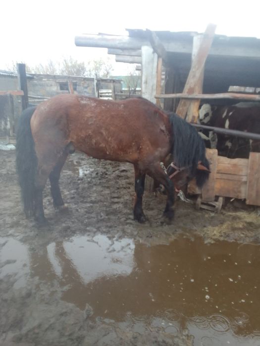 Сельхоз животные