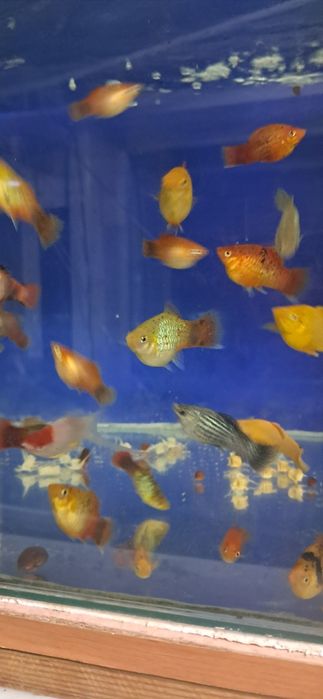 Мечносцы ассорти