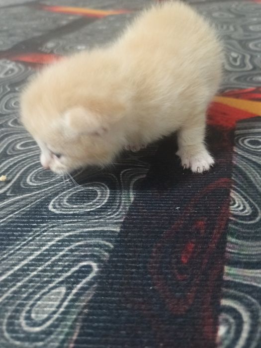 Продам двухнедельных котят