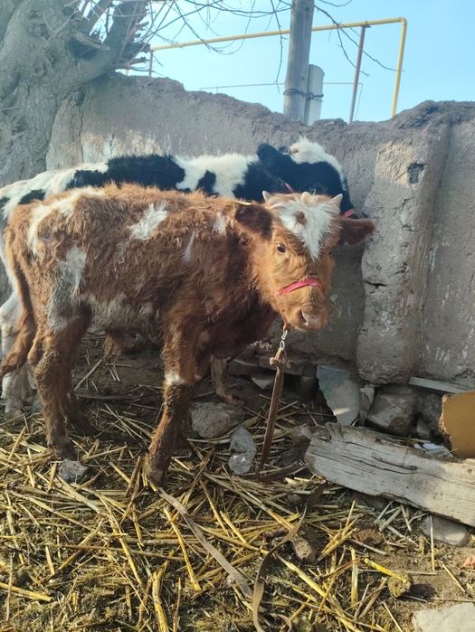 Бұзаулар сатылады