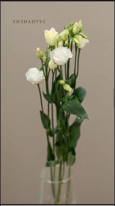 Продам рассаду лизиантуса (эустомы) Алматы