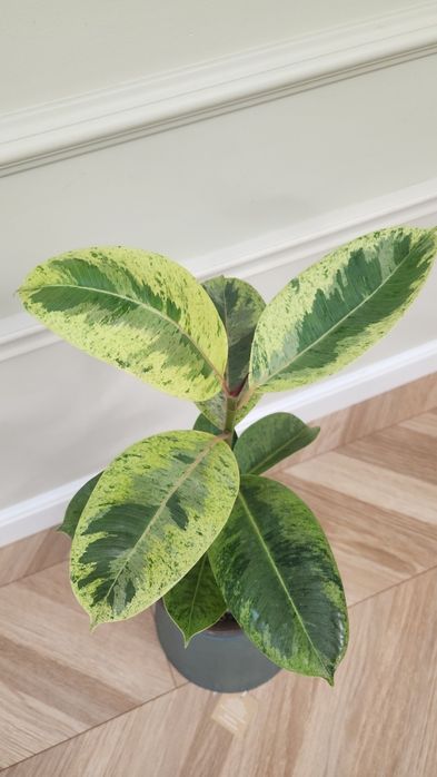 Продам комнаты цветы