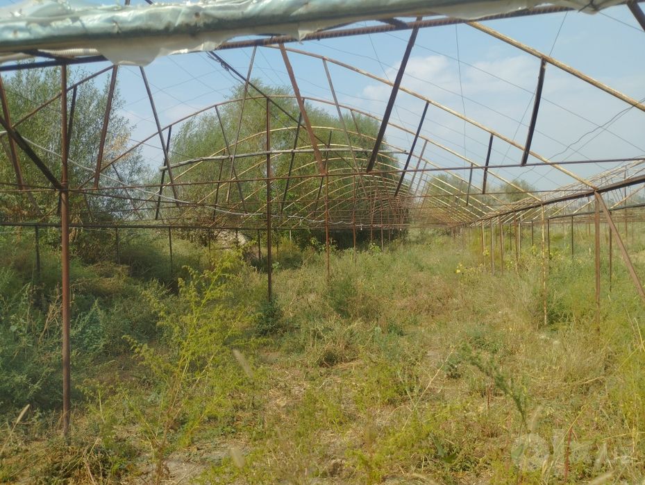 Teplitsa sotiladi