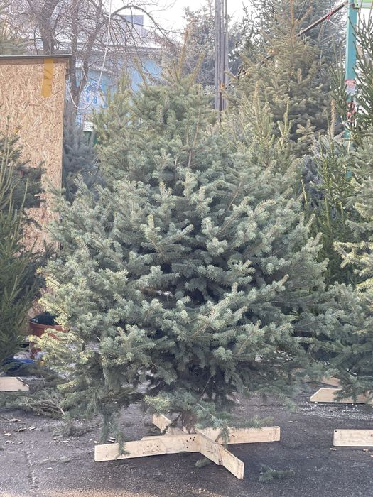 Ель . Ногодняя елки