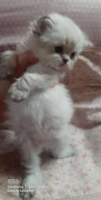 Скидка  Вязка Скоттиш Страйт Хайленд Поинт