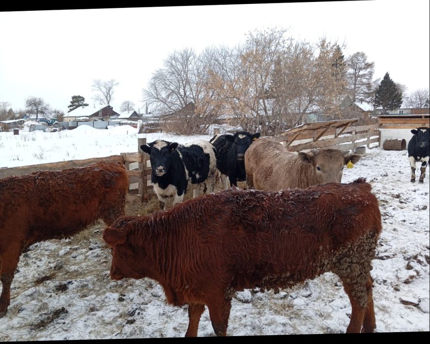 Продам телят 6 штук